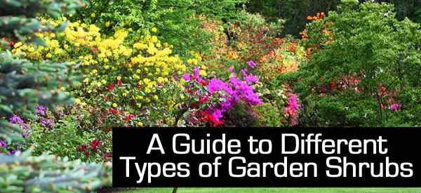 Un guide sur différents types d'arbustes de jardin