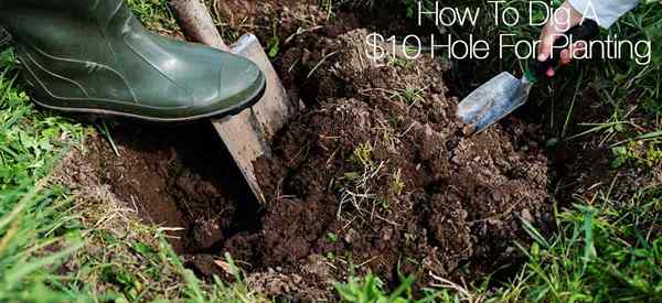 Graben Sie ein Loch, wie Sie ein 10 -Dollar -Loch zum Pflanzen graben
