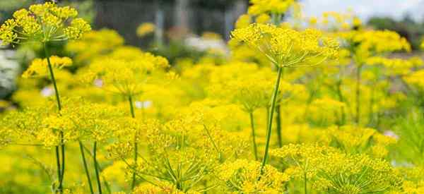 Plantes d'aneth en croissance Anethum Graveolens [Cuisine, insectes bénéfiques]