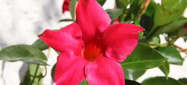 Dipladenia Cuidado de la planta Cómo cultivar el otro Mandevilla rojo