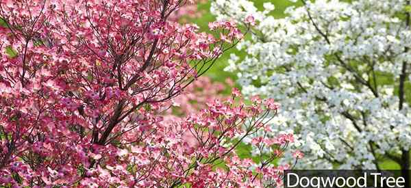 Dogwood Tree Cómo cuidar el hermoso perro en flor