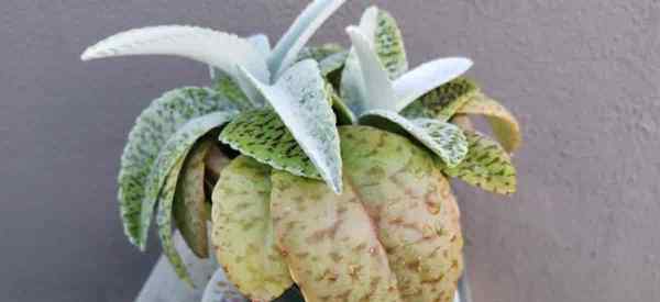 Soins de l'oreille d'âne poussant les oreilles d'âne kalanchoe