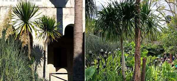 Consejos de Dracaena Arborea en Arborea Tree Growing and Care