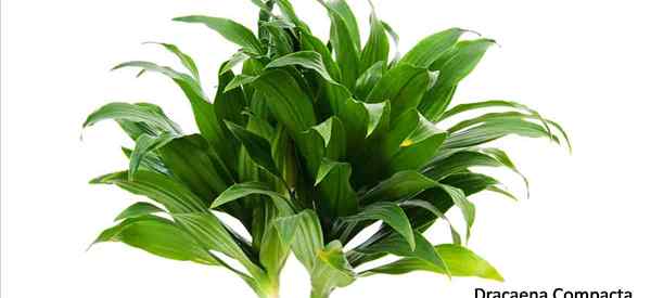 Dracaena Compacta Care Tipps zum Anbau des Zwergs Dracaena