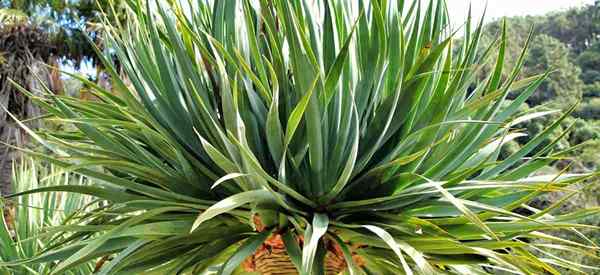 DRACAENA DRACO PLAST PLAST Care Zalecenia dla smoczego drzewa