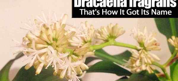 DRACAENA FRAGRANS - W ten sposób ma swoją nazwę