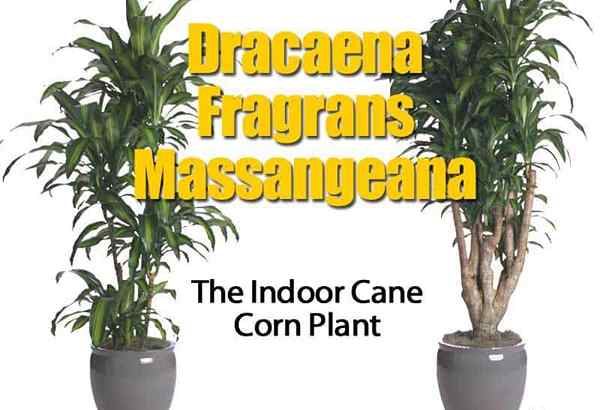 Dracaena Fragrans Massangeana la plante de maïs à canne intérieure