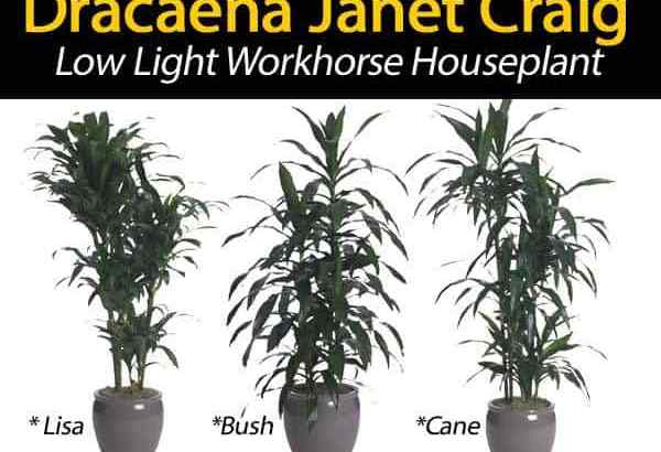 Dracaena Janet Craig Plant Care [Guide]