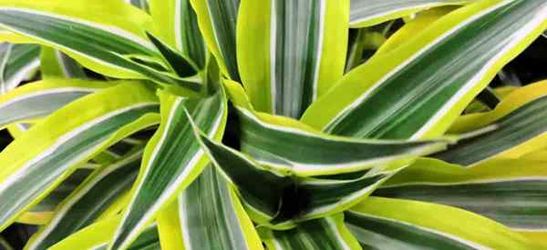 Dracaena Lemon Lime Care Conseils