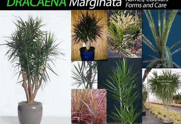 Dracaena marginata Care uprawia czerwoną dracaena