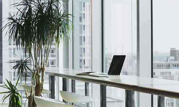 Meilleures plantes d'intérieur pour le bureau