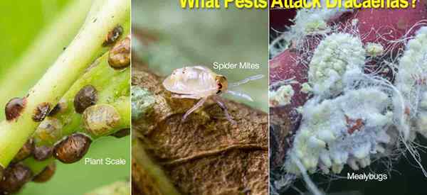 ¿Qué plagas o insectos atacan las plantas de Dracaena?