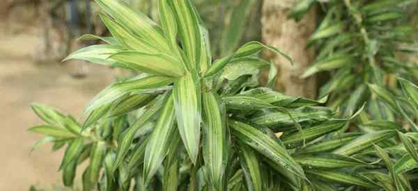 Dracaena Reflexa -Pflanzenanbau und Pflege (Pleomele)