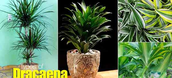 Tipos populares de Dracaena usados ​​en interiores y exteriores