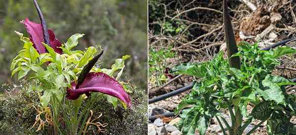 Dragon Lily | Dragon Arum | Dracunculus vulgaris - Growing and Care