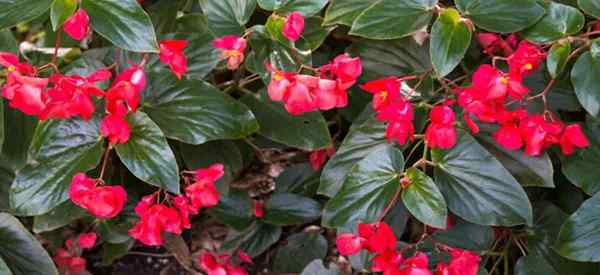 Naga Wing Begonia Tanam Tumbuh dan Perawatan Tips