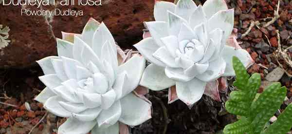 Dudleya farinosa Plant soin de la façon de cultiver la laitue bluff