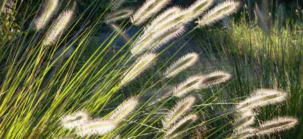 Apprenez à cultiver l'herbe de fontaine naine