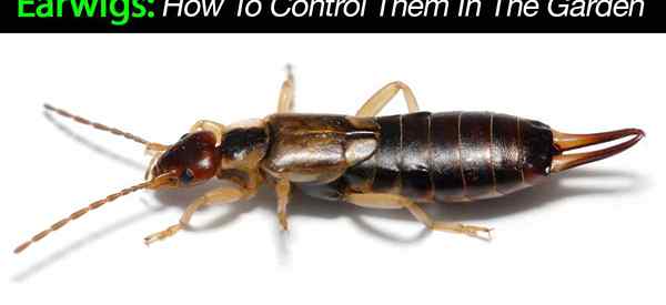 Pincher bugs cara menghilangkan earwigs