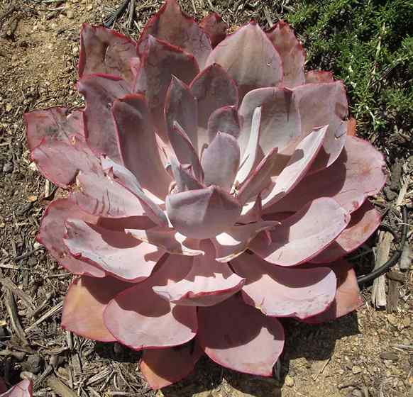 Echeveria Afterglow Care, zwiększenie różowej soczystej echeveria