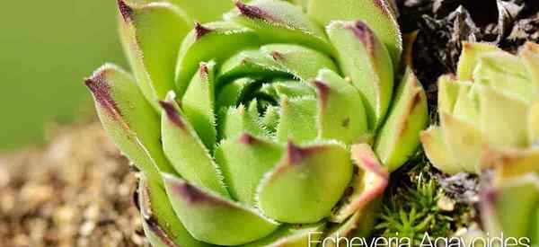 Consejos de cuidado de Echeveria Agavoides que cultivan el lápiz labial Agave Echeveria