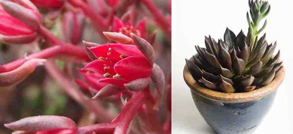 Príncipe Negro Suculento Echeveria Care