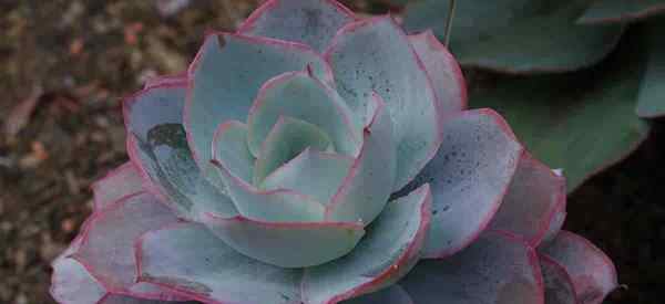 Echeveria Canthing Care wachsen die weiße Wolke Echeveria