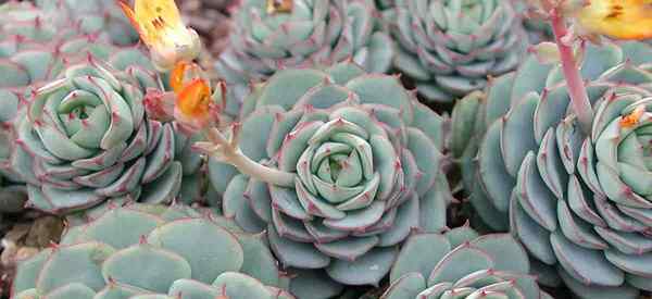 Lackierte Dame Sukkulente Echeveria Derenbergii Wachsen und Sorgfalt