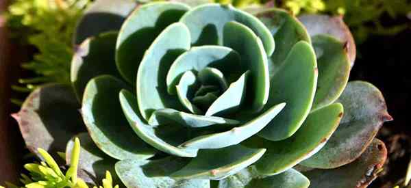 Bagaimana anda menjaga echeveria elegans yang tumbuh bola salji Mexico