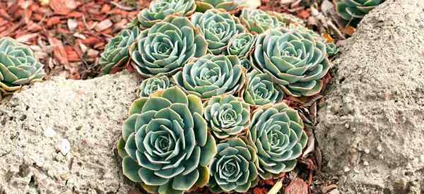 Echeveria glauca cómo cuidar las gallinas azules y las chicas