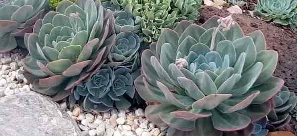 Echeveria imbricata care menumbuhkan echeveria mawar biru