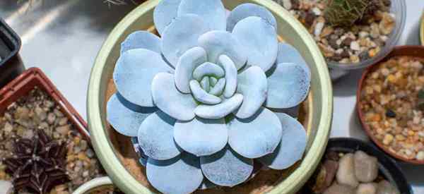 Creciendo la suculenta Echeveria Laui