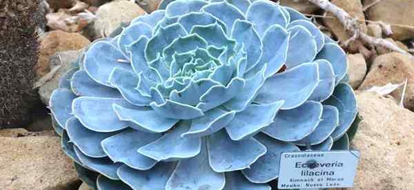 Creciendo Echeveria lilacina cuidando al fantasma Echeveria