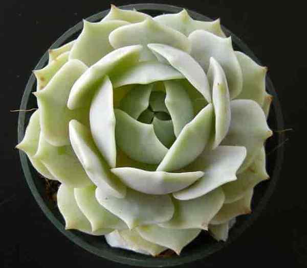 Echeveria lola suculenta Aprenda crescendo e cuidando