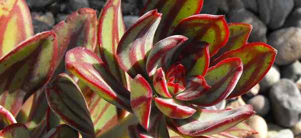 Echeveria nodulosa Care pousse des plantes Echeveria peintes