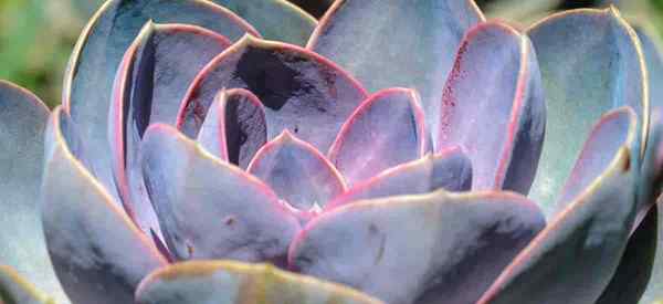 Echeveria Perle von Nurnberg Care Detalles de crecimiento suculento