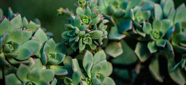 Echeveria Prolifica Tips Tumbuh dan Perawatan [Panduan]