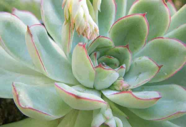 Echeveria pulidonis lernen, Pulidos Echeveria zu wachsen und zu betreuen