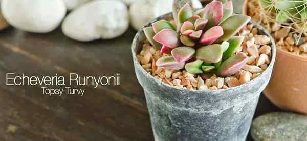 Echeveria runyonii info comment cultiver les echeverias TORVY TORVY