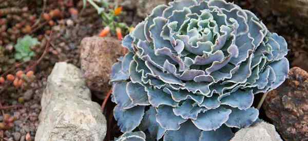 Echeveria shaviana aprende a crecer y cuidar gallinas mexicanas