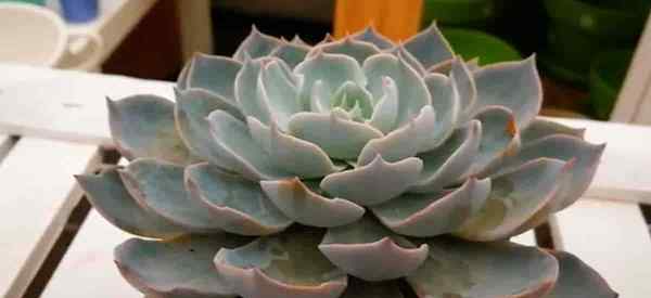 Echeveria subsessilis berkembang dan menjaga Echeveria 'keindahan pagi'