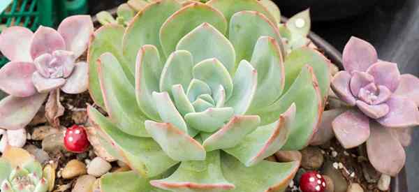 Echeveria Pragas suculentas | Doenças | Soluções