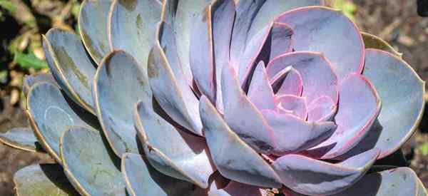 Echeveria arroser comment arroser les plantes Echeveria