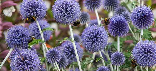 Echinops Ritro [Globe Thistle] Growing and Care