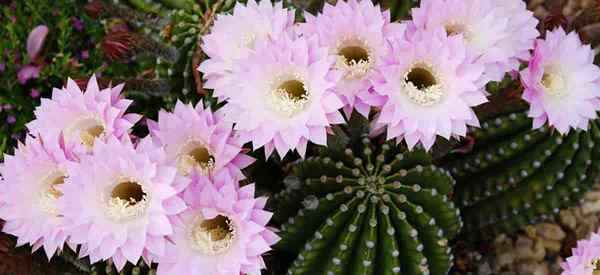 Echinopsis Cactus Care lernen, Urchin -Kaktuspflanzen anzubauen