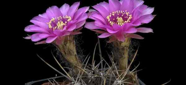 Berkembang echinopsis mamillosa Bolivia kaktus