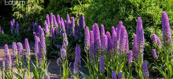 Echium -Pflanzenarten, die wachsen und sorgen