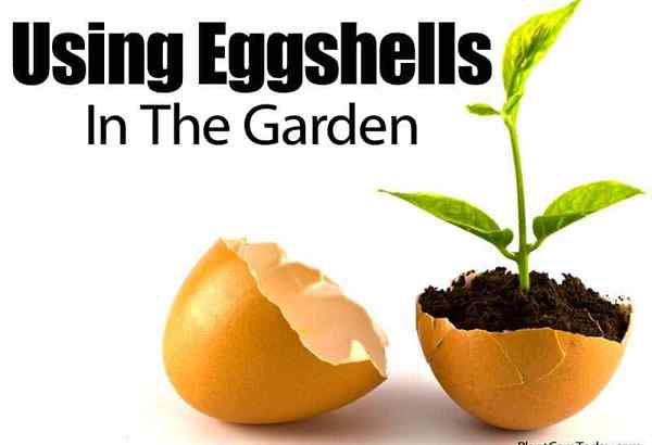 So bereiten und verwenden Sie Eierschalen im Garten