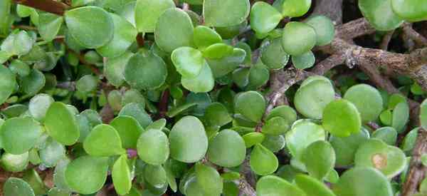 Elephant Bush Care Rosną Portulacaria afra