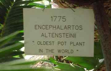 Quelle est la plus ancienne plante en pot du monde?